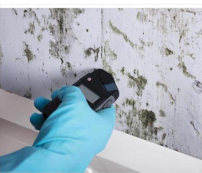 Hand wearing a blue plastic glove with a moisture meter on hand against a wall with mold contamination